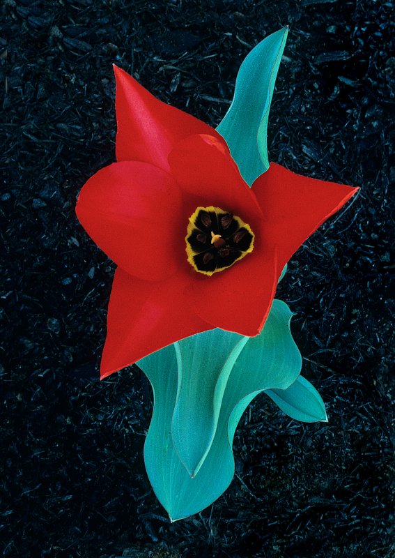 Tulip