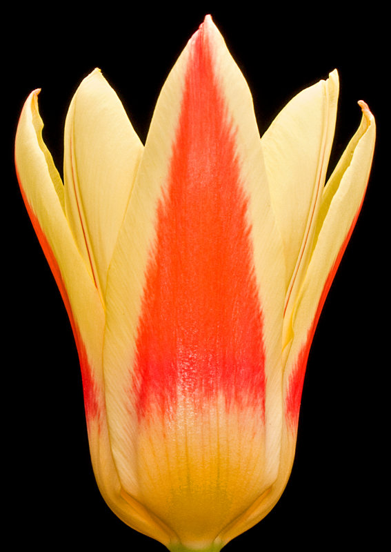 Yellow-Red-Tulip-V2