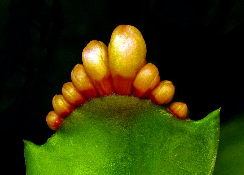 Cactus Toes