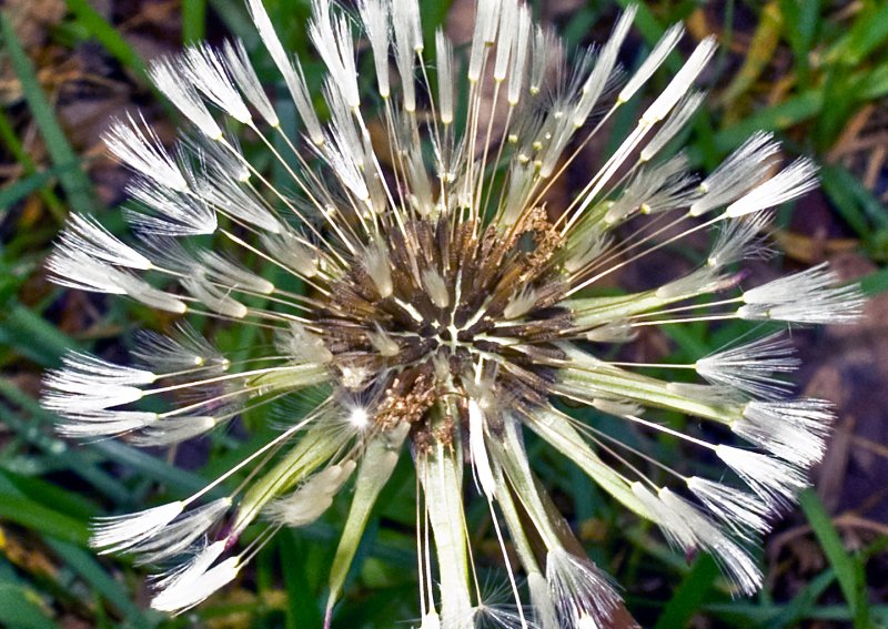 Wet-Dandelion-Seed-Head