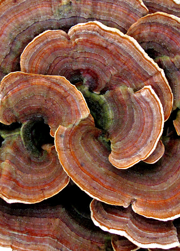 Fungi-2010---13