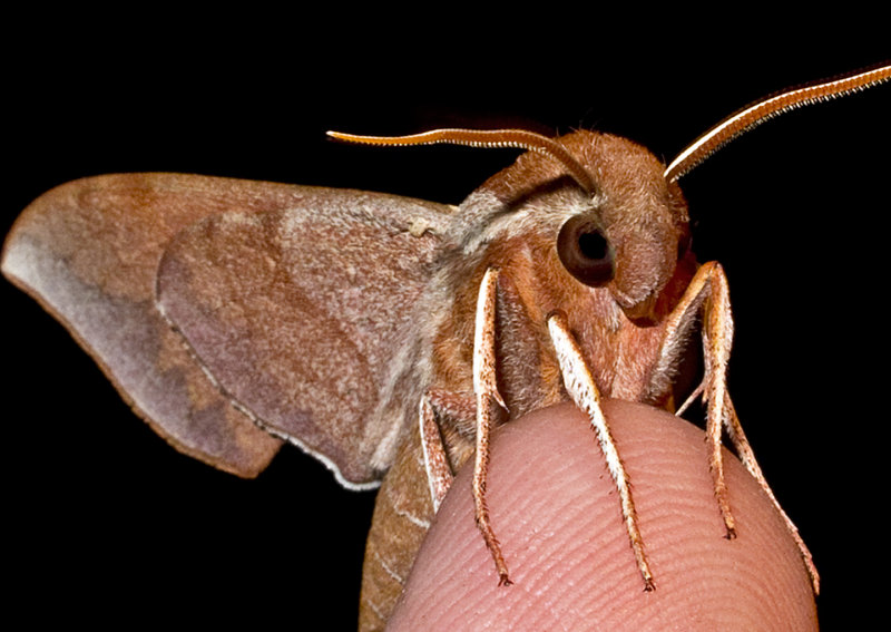 Azalea-Sphinx-Moth-2