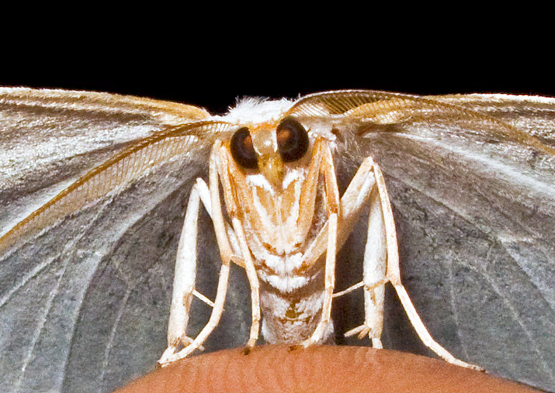 Moth-2009-12