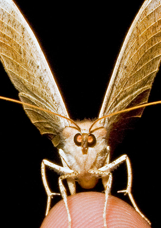 Moth-2009-40