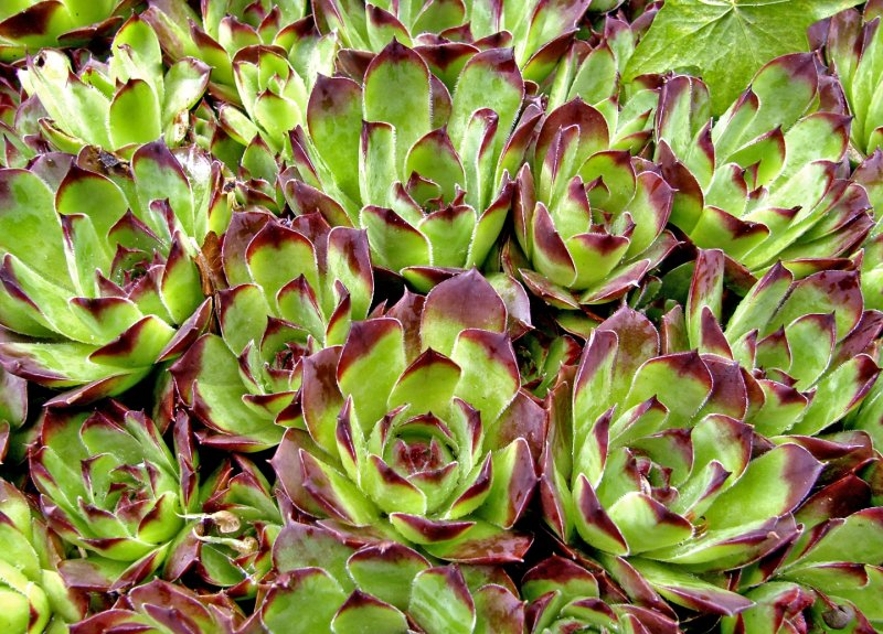 Hens and Chicks