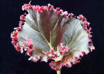 Begonia - MadameQueen - Ruffle-edged Leaf