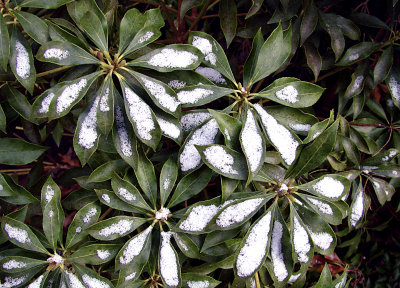 Snow on Pieris japonica