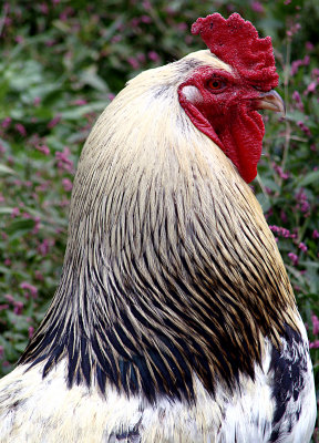  Fancy Rooster