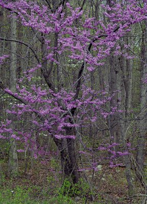 Red Bud Tree