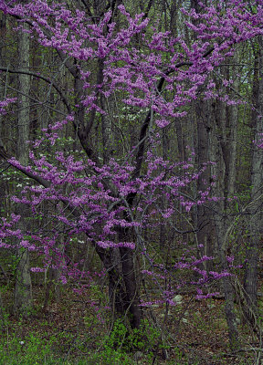 Red Bud in Spring