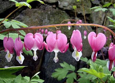 Bleeding Hearts