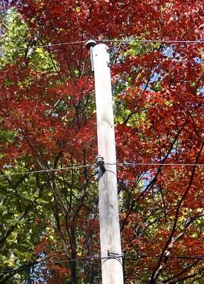 Telephone Pole in Fall