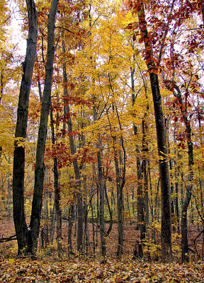 Fall Trees Scene 2008