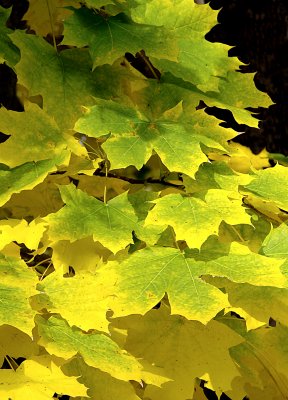 Yellow Green Leaves