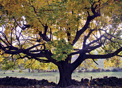 Yellow Fall Tree at Rock Wall with Cow 2008