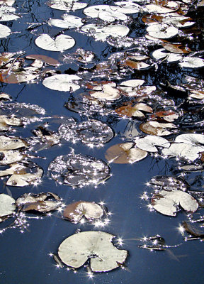 Lily Pads Sparkling