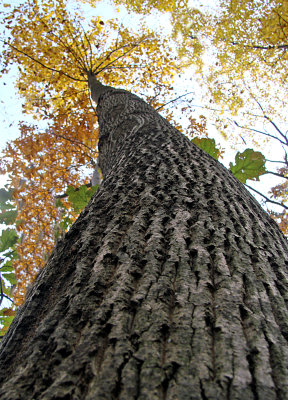 Textured Trunk Looking Up