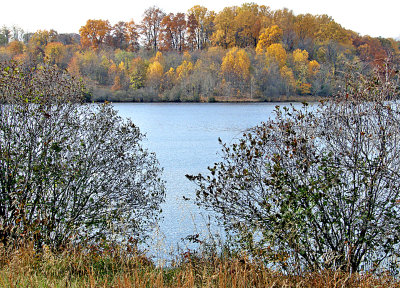 Fall Trees and Bushes by the Water