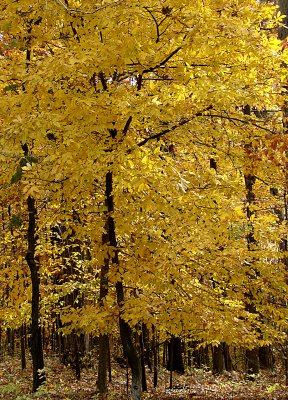 Yellow Forest of Fall