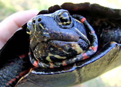 Turtle on the Road