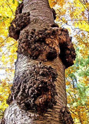 Burls on Tree Trunk
