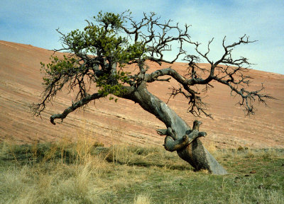 Juniper Tree