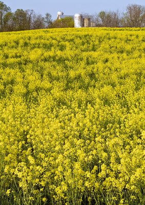 Wild Mustard Field