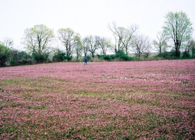 W in a Pink Blossom Field
