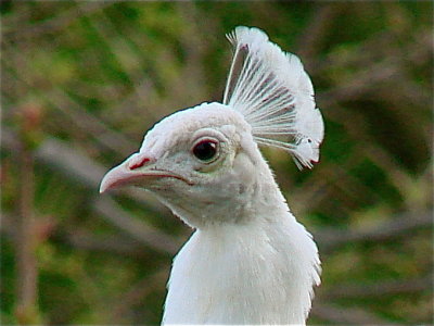 White Peacock 11