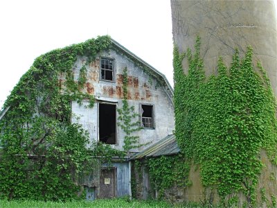 Old Barn with Ivy