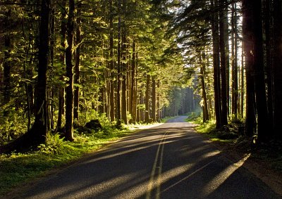 Leaving-Hoh-Rainforest