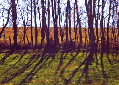 W.V. Tree Shadows