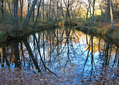 Stream Reflections