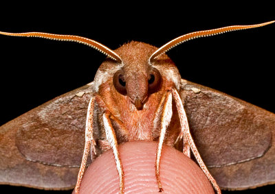 Azalea-Sphinx-Moth-1