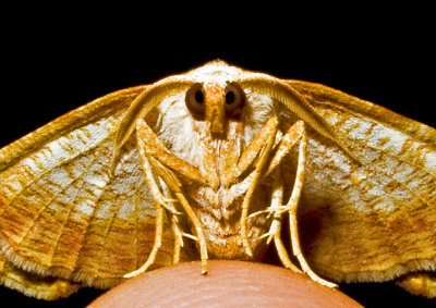Moth-2010-3