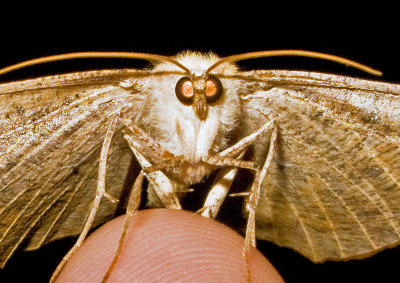 Moth-2009-45