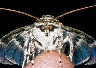Copper-Underwing-Moth