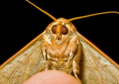 Moth-2011-12