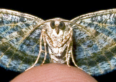 Moth-2009-36