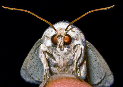 Moth-2009-14