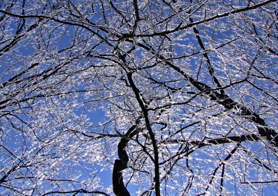 Iced Branches Against Sky