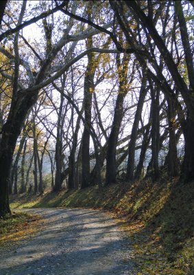  Trees Over Curved Road