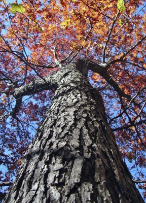  Tree Trunk of Fall Tree