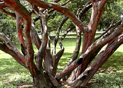 Bleeding Tree  at Vassar College