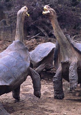 Dueling Tortoises Galapagos