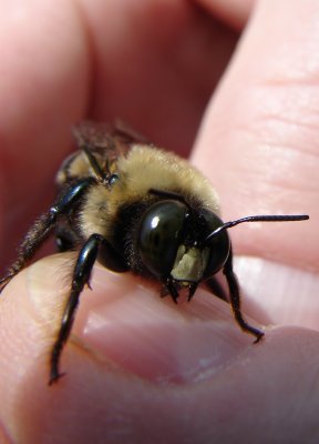  Pet  Bee