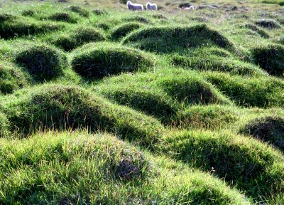 Icelandic Tufted Grass and Sheep