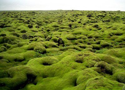 Spongy Moss over Lava Fields in Iceland