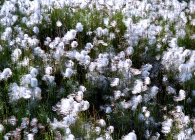Cotton Grass in Wind