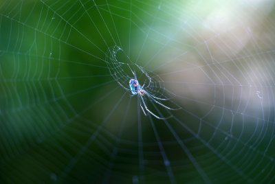 Orchard Spider